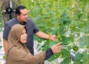 Keren! Desa Kampung Apar Pariaman Sukses Budidayakan Melon Golden Hidroponik Sistem Dutch Bucket