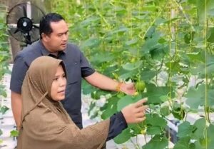Keren! Desa Kampung Apar Pariaman Sukses Budidayakan Melon Golden Hidroponik Sistem Dutch Bucket