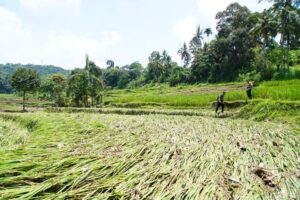 3.144 Hektar Lahan Pertanian Masyarakat Rusak Akibat Banjir Lahar Dingin Marapi Sumbar