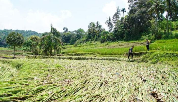3.144 Hektar Lahan Pertanian Masyarakat Rusak Akibat Banjir Lahar Dingin Marapi Sumbar