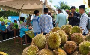 Wow..! 2.500 Buah Durian Dibagikan di Puncak Festival Durian Solok Selatan 2024