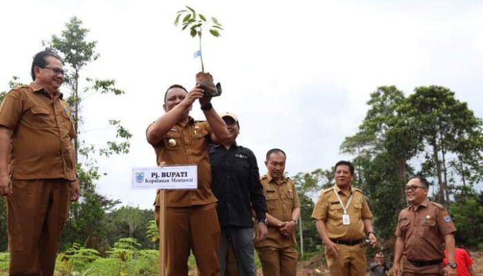 6.000 Bibit Buah Produktif Bantuan BPDAS Agam Kuantan Ditanam di Sipora Mentawai