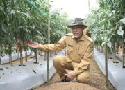 Gubernur Mahyeldi: Alhamdulillah..! Kuota Pupuk Subsidi Sumbar Naik 2 Kali Lipat