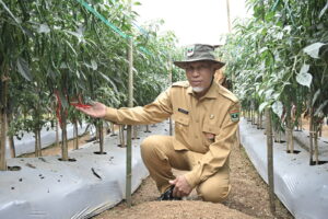 Gubernur Mahyeldi: Alhamdulillah..! Kuota Pupuk Subsidi Sumbar Naik 2 Kali Lipat