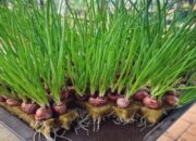 Optimis Juara, Nagari Tanjung Beringin Pasaman Usung Inovasi “Nawang Gesang” di Lomba Gerakan PKK Sumbar