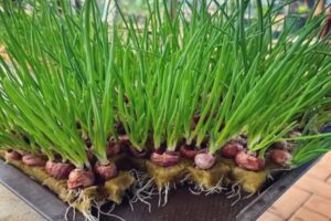 Optimis Juara, Nagari Tanjung Beringin Pasaman Usung Inovasi “Nawang Gesang” di Lomba Gerakan PKK Sumbar