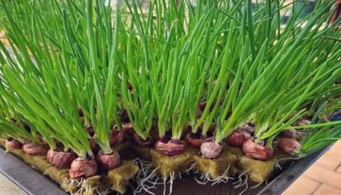 Optimis Juara, Nagari Tanjung Beringin Pasaman Usung Inovasi “Nawang Gesang” di Lomba Gerakan PKK Sumbar