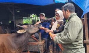 Dari 2.000 Ekor yang Dicek, 450 Hewan Kurban di Padang Gagal Tes Kesehatan