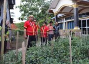 Gerakan Tanam Cabai di Kantor Mulai Panen, Pj Bupati Mentawai Kembangkan di Seluruh OPD