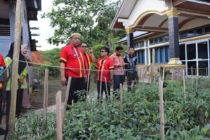 Gerakan Tanam Cabai di Kantor Mulai Panen, Pj Bupati Mentawai Kembangkan di Seluruh OPD