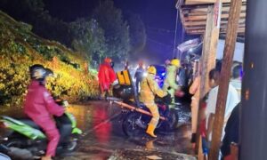 Pohon Pelindung Bertumbangan Dihantam Hujan Badai di Kota Pariaman