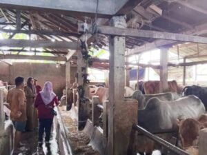 Lolos Tes Kesehatan, 800 Sapi Jantan di Kota Pariaman Layak Kurban