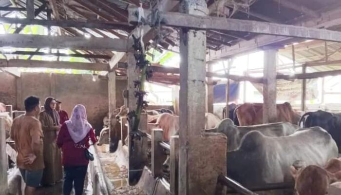 Lolos Tes Kesehatan, 800 Sapi Jantan di Kota Pariaman Layak Kurban