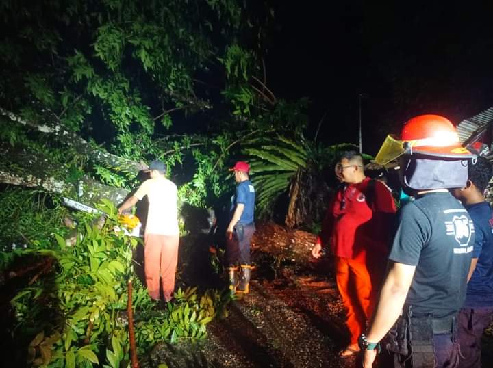 Hujan Badai Jumat Sore, Tujuh Pohon Besar Tumbang di Padang
