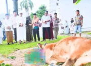 Semua Warga Tersentuh, Jumlah Hewan Kurban di Padang Tembus 8.047 Ekor