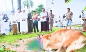 Semua Warga Tersentuh, Jumlah Hewan Kurban di Padang Tembus 8.047 Ekor