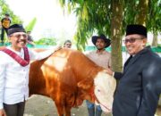 Sapi Kurban Berbobot 1 Ton dari Bupati Eka Putra dan Keluarga Disembelih di Masjid Muhammadiyah Pagaruyung