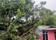 Puting Beliung Hantam 13 Lokasi di Padang, Pohon Bertumbangan Timpa Rumah Warga