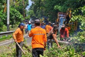 Antisipasi Gangguan, PLN UP3 Padang Bersihkan Jaringan Listrik dari Pepohonan