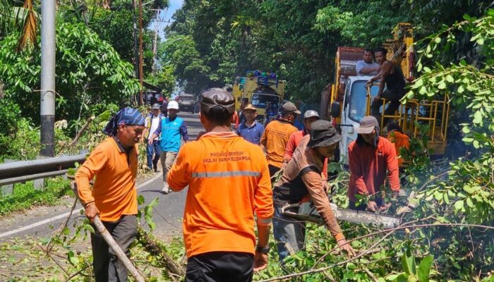 Antisipasi Gangguan, PLN UP3 Padang Bersihkan Jaringan Listrik dari Pepohonan