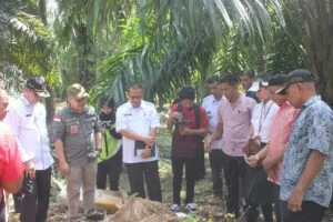 BRIN Janji Bantu Pengembangan Usaha Tani Gula Merah dari Batang Sawit di Pasaman Barat 