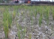 Cuaca Panas Makin Menyengat, Kota Padang Terancam Kekeringan