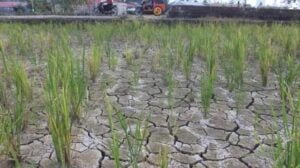 Cuaca Panas Makin Menyengat, Kota Padang Terancam Kekeringan