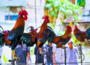 Curi Perhatian Pengunjung, Ratusan Ayam Kukuak Balenggek Berpacu Merdu di Arena Gedung Youth Center Padang