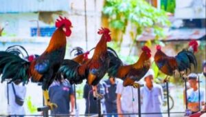 Curi Perhatian Pengunjung, Ratusan Ayam Kukuak Balenggek Berpacu Merdu di Arena Gedung Youth Center Padang
