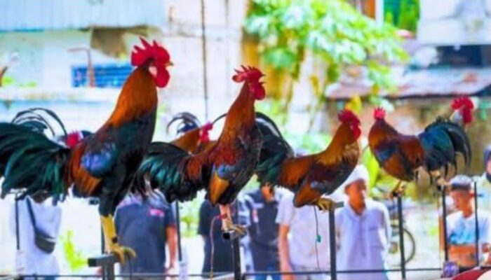 Curi Perhatian Pengunjung, Ratusan Ayam Kukuak Balenggek Berpacu Merdu di Arena Gedung Youth Center Padang