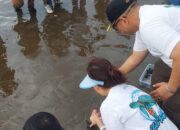 Momen Hari Jadi Kota, 355 Tukik Penyu Maskot Kota Padang Dilepas di Pantai Air Manis