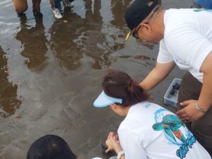 Momen Hari Jadi Kota, 355 Tukik Penyu Maskot Kota Padang Dilepas di Pantai Air Manis