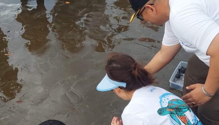 Momen Hari Jadi Kota, 355 Tukik Penyu Maskot Kota Padang Dilepas di Pantai Air Manis