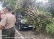 Diguyur Hujan Lebat Disertai Petir, Sejumlah Pohon Bertumbangan di Jalan Utama Kota Padang 