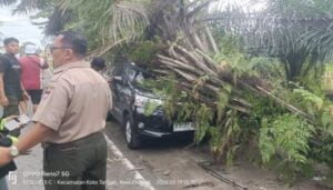 Diguyur Hujan Lebat Disertai Petir, Sejumlah Pohon Bertumbangan di Jalan Utama Kota Padang 