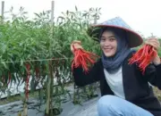 Ibu-ibu Tersenyum, Petani Termenung! Harga Cabai Merah Turun Drastis