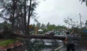 Hujan Badai Intesitas Tinggi Juga Menghantam Kota Pariaman, Pohon Besar Tumbang