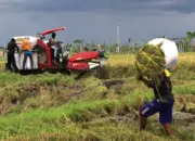 Produksi Padi Petani di Kota Padang Turun, Sumber Air Sawah Masih Jadi Kendala