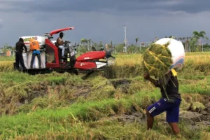 Produksi Padi Petani di Kota Padang Turun, Sumber Air Sawah Masih Jadi Kendala