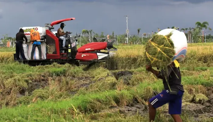 Produksi Padi Petani di Kota Padang Turun, Sumber Air Sawah Masih Jadi Kendala