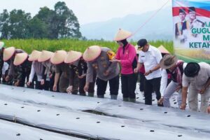 Dukung Ketahanan Pangan Nasional, Polisi di Padang Panjang Turun ke Sawah