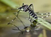 Waspada! Ribuan Telur Nyamuk Menetas saat Musim Hujan Tiba, Dinkes Ingatkan Ancaman Demam Berdarah