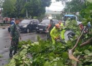 Sejumlah Pohon Pelindung di Kota Padang Tumbang Dihantam Hujan Badai