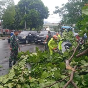 Sejumlah Pohon Pelindung di Kota Padang Tumbang Dihantam Hujan Badai