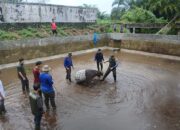 Seekor Tapir Langka Terjebak dalam Kolam BBI Sukomananti di Pasaman Barat