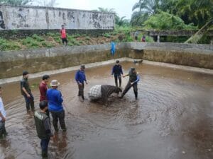 Seekor Tapir Langka Terjebak dalam Kolam BBI Sukomananti di Pasaman Barat