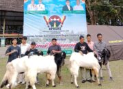 Beragam Kambing Unggulan dari Berbagai Daerah di Sumatera Barat” Tampil di “Kontes Ternak Kambing Seni Kota Solok 2024”