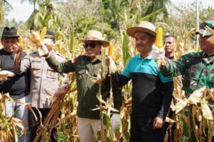 Panen Raya Bersama Bupati, Ladang Jagung Petani Milenial Nagari Padang Magek Sukses