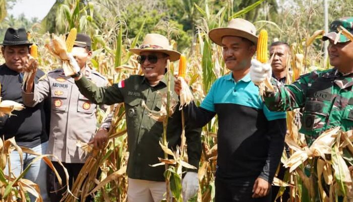 Panen Raya Bersama Bupati, Ladang Jagung Petani Milenial Nagari Padang Magek Sukses