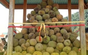 Ada Makan Durian Gratis! Festival Durian Solok Selatan 2025 Kembali Digelar, Ini Jadwalnya